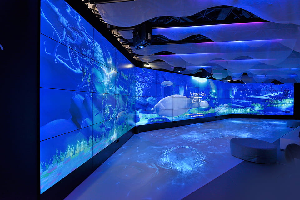 Manatees and Illuminated Aquarium