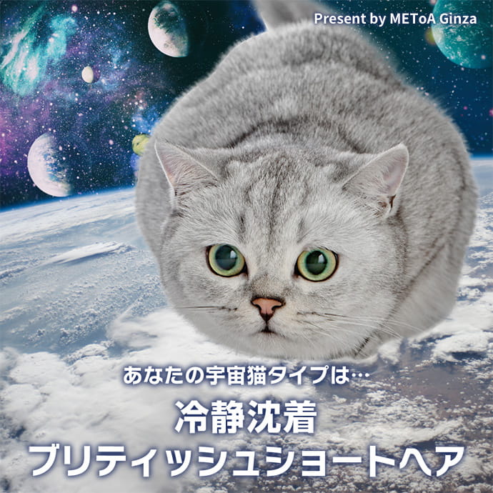 冷静沈着 ブリティッシュショートヘア｜宇宙猫診断 ｜ HOPE FOR 